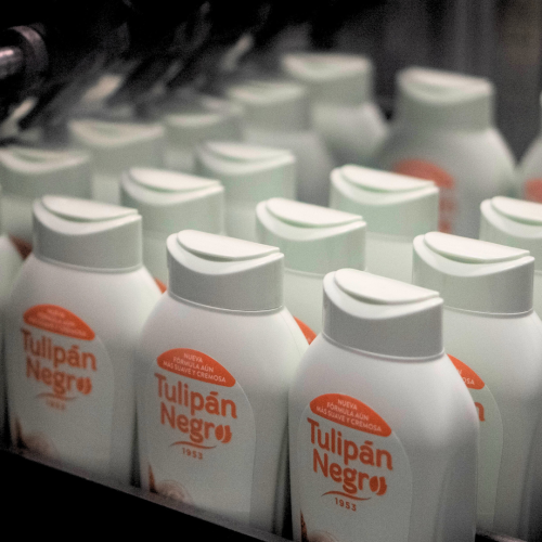 Tulipan Negro sugar melon
